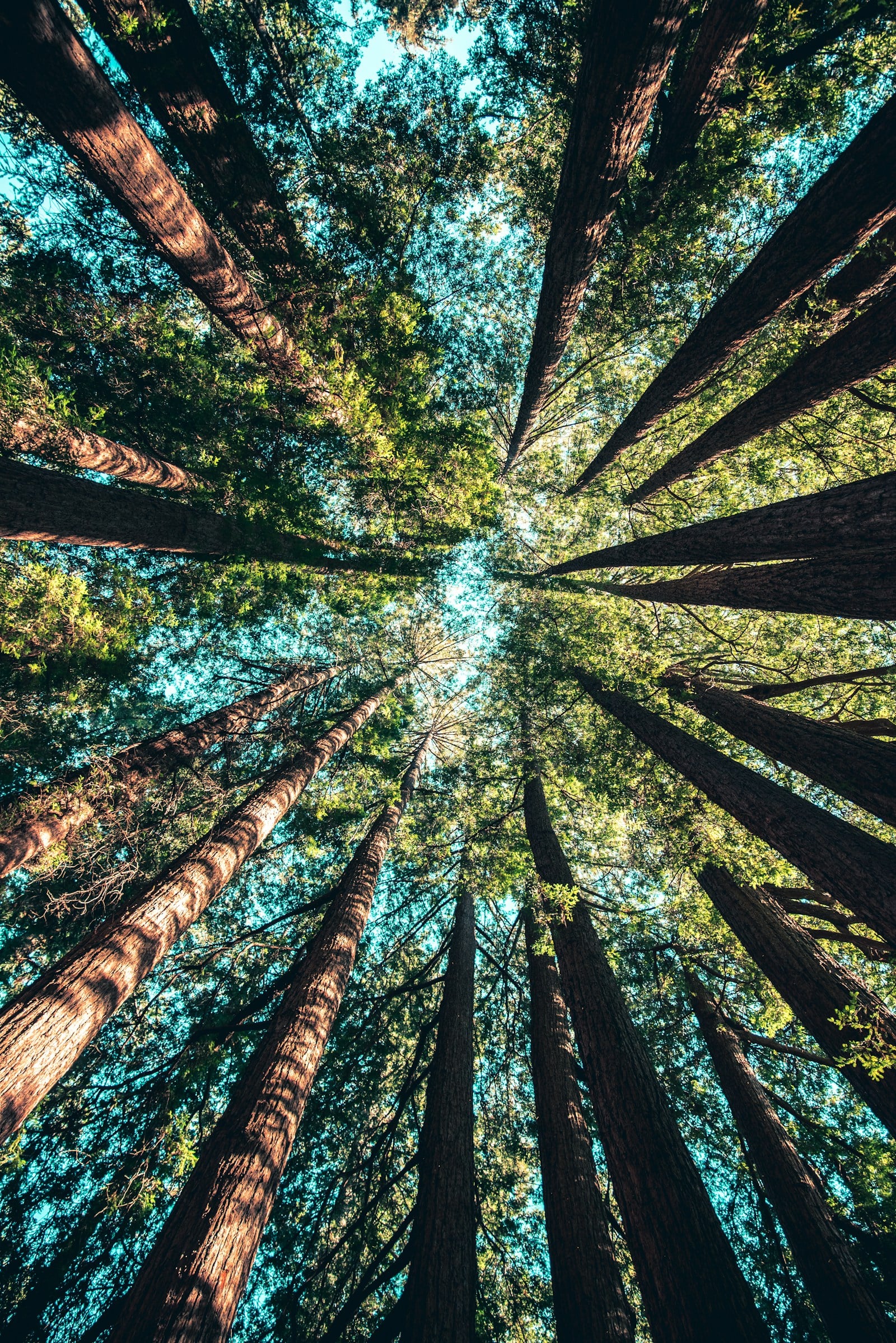 Crown Reduction — Tree Volution