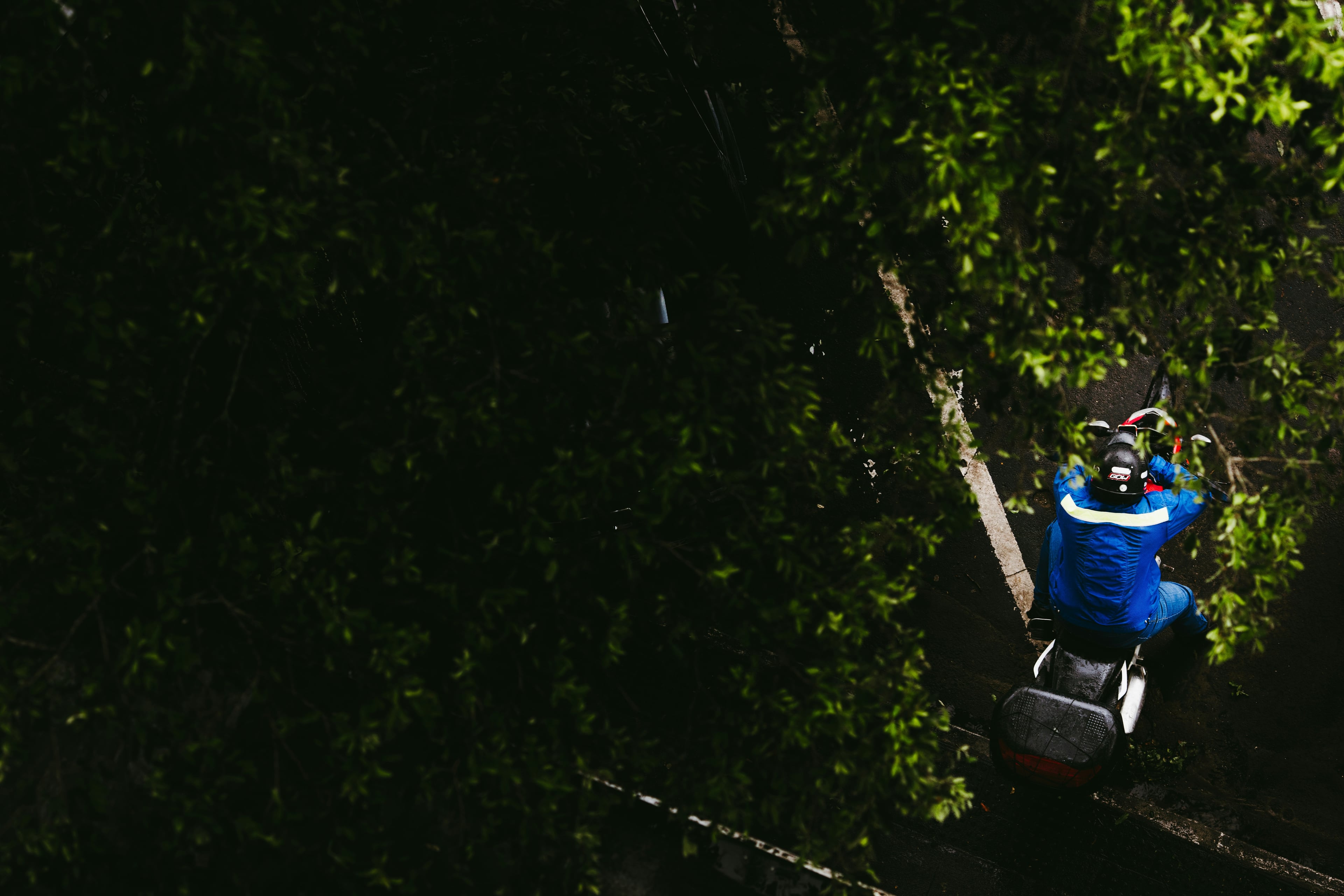 Tree Removal — Tree Volution