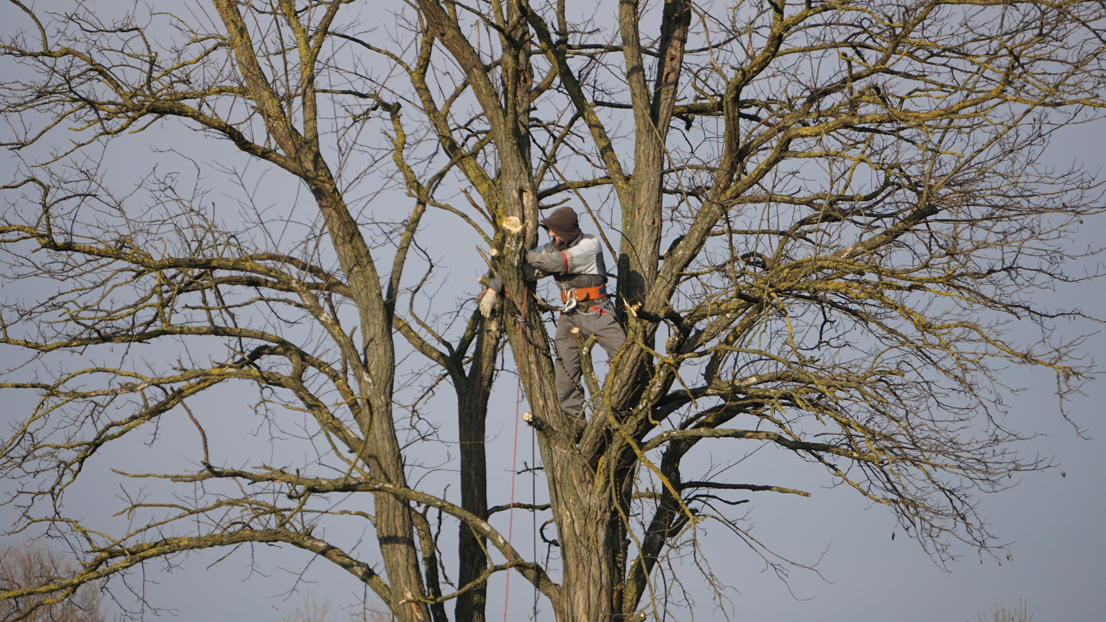 Climber setting rigging lines in the canopy