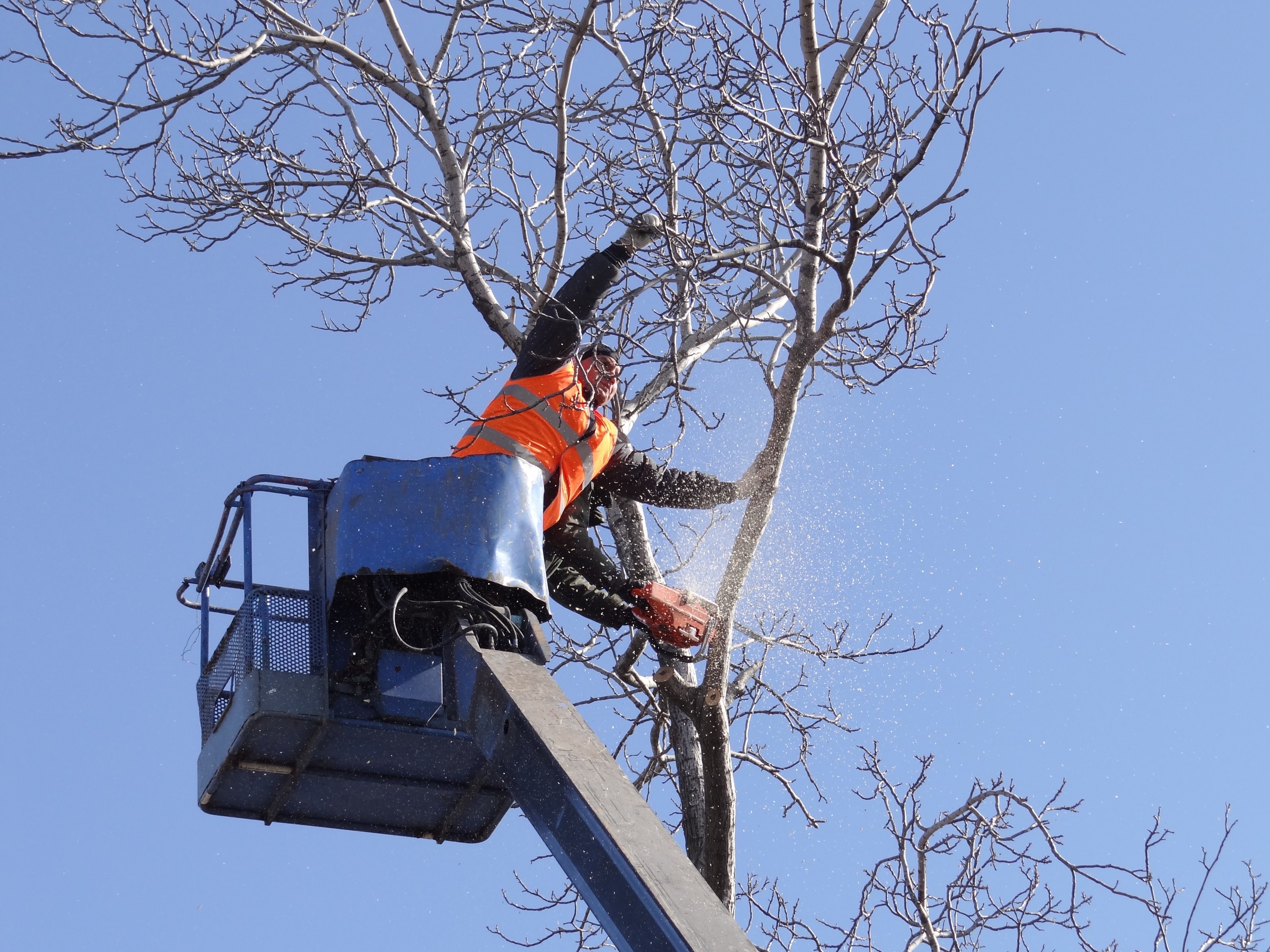 Arborist pruning a tree from a cherry picker with a chainsaw
